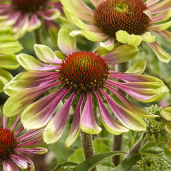 echinacea -green twister